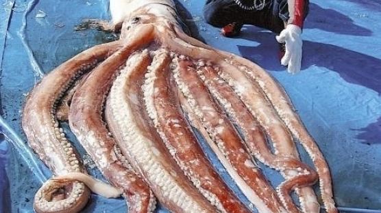일본 7.6m 대왕오징어 발견 "먹으면 안돼요"…왜?