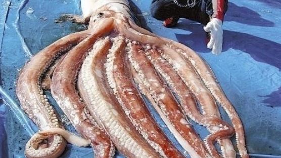 7.6m 대왕오징어, 일본 해안에서 발견…"대지진의 징조"