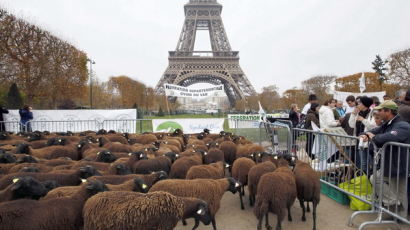 [사진] 에펠탑 앞에 양 풀어놓고… 농부들의 시위