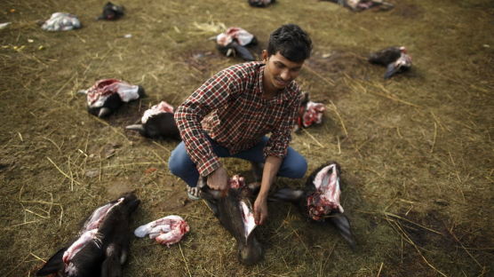 [사진] 네팔 ‘가드히마이 멜라’ 제물로 희생되는 수많은 가축들 