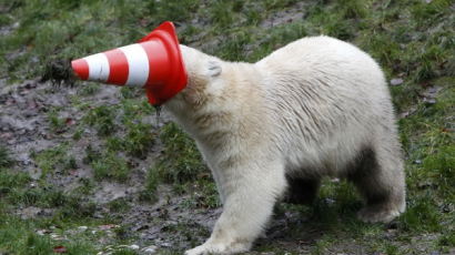 [사진] 북극곰 ‘넬라’ 첫 번째 생일 맞아…