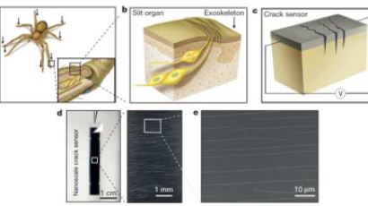 거미 흉내낸 초고감도 전자센서 개발…요절한 동료교수에 논문헌정