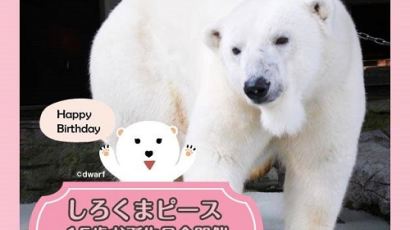 북극곰을 위한 성대한 생일파티…"꿋꿋하게 살아줘서 고마워"