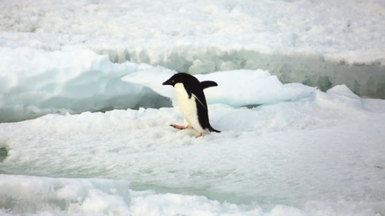 [사진] ‘아장아장’ 남극 중산기지에서 촬영된 펭귄들