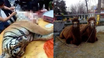 [사진] 중국, 낙타·호랑이 도살 판매 논란