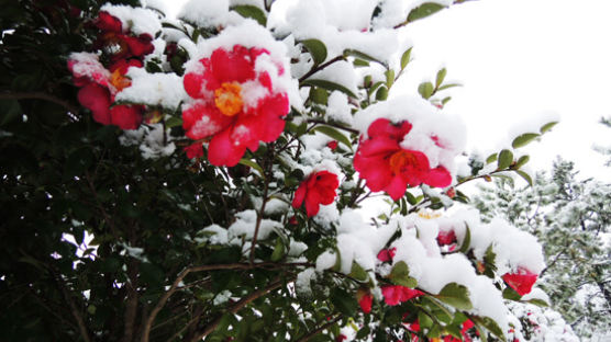 새해 첫 이달의 꽃, 엄동설한에도 꽃을 피우는 ‘동백’…꽃말은?