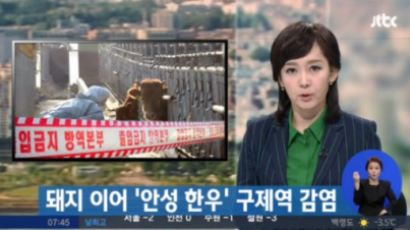소 구제역, 경기도 안성서 발생…예방접종 마쳤음에도 감염