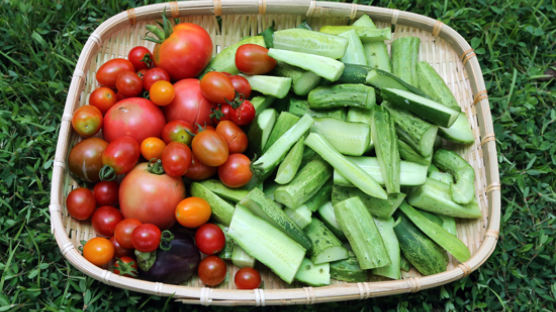펠리오 다이어트란, 자연식 유기농 식단! 놀라운 효능, 뭘 먹나 보니? 