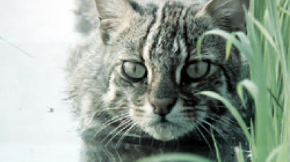 살쾡이라 불리는 '삵'의 특징…'멸종 위기 고양이과 동물'