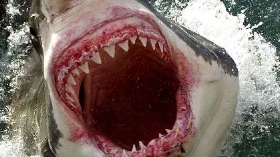 호주 동부 백상어 공포…피 냄새 맡은 상어들이 몰려와 ‘불안’