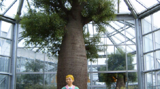 어린왕자의 '바오바브 나무', 아프리카에서는 신성한 나무…용도는?