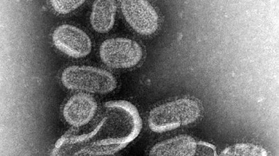 '인플루엔자' 정의, 일반 감기와는 다르다…"독감 주의보 발령"