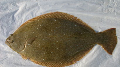 광어의 특징, 납작하고 눈 몰린 생선…다 자라면 1m 가까운 크기
