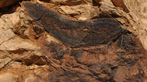 경북 칠곡서 국내 가장 오래된 공룡 화석 발견 