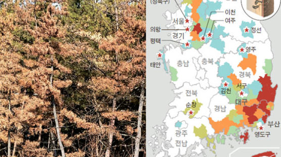 북한산에도 소나무 재선충 … 안면도·울진 금강송도 위협