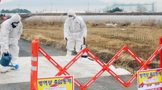 천안 오리농장에서도 AI 의심신고