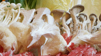 [오늘 점심 뭐 먹지?] 등촌버섯요리집 - 버섯·한우·된장·김치에 칼국수 한데 모여 보글보글