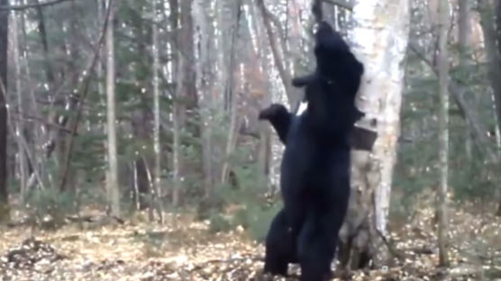 나무에 등 대고 부비 부비… 춤추는 곰
