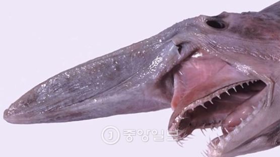 호주 마귀상어…희귀종 상어 포획, 긴 코+날카로운 이빨 "역대급"
