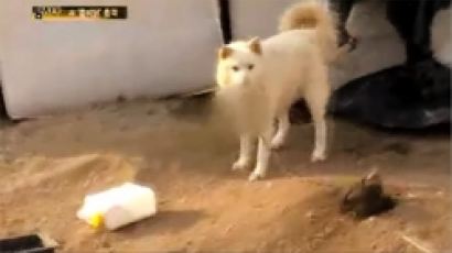 AI 걸린 개…지난해 JTBC 보도에서 'AI 감염 오리' 먹는 개 포착 