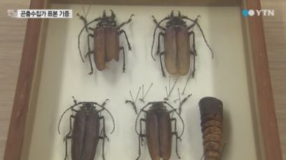 국내 최대 '11.4cm' 장수하늘소 및 희귀 곤충 표본 2000여 점 기증