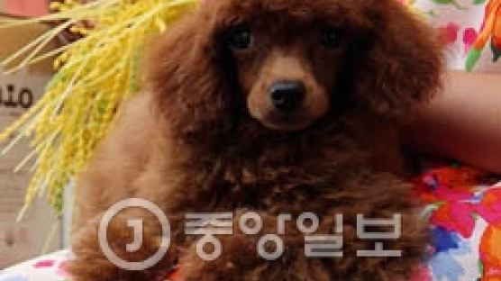 서울 반려동물 반환비 도입, "실수로 동물 잃어버리면 벌금 5만원"