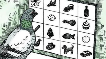 비둘기의 학습법…"닭둘기의 반란", 어린이 학습법과 유사