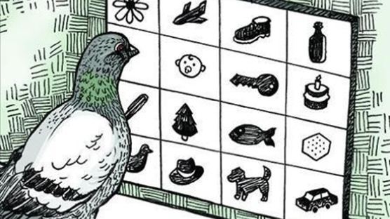 비둘기의 학습법, 어린이 뇌와 유사…비둘기의 학습은 아동수준