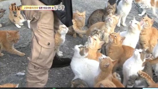 고양이들의 천국 아오시마섬, "사람들이 고양이를 섬으로 데려온 이유는…"