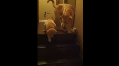 "역시 4개월 선배"…새끼 강아지에게 계단 내려오기 시범 보이는 개