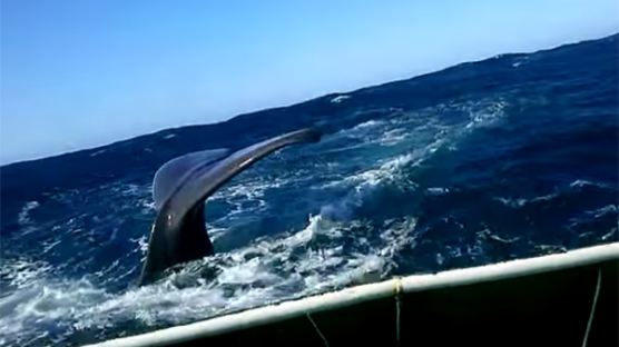 바다에서 맞닥뜨린 향유고래, 소형 어선에 '박치기'