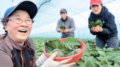 인삼보다 깻잎 … 금산, 20억장 팔아 459억 벌어