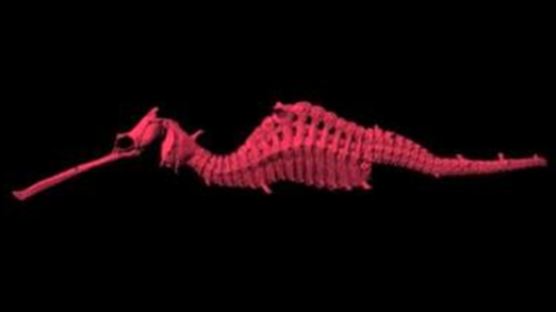 선명한 붉은 몸통, 루비 해룡 발견 '완전 신기'…직접 보려면?