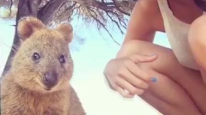 '세상에서 가장 행복한 동물' 쿼카를 아시나요?…호주 관광객 '쿼카' 셀카 전쟁