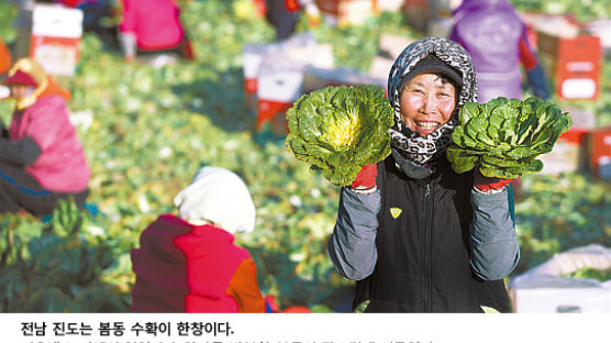 [커버스토리] 파르라니 물든 남녘… 봄처녀 ‘썸’ 타시네