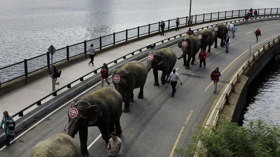 [사진] 미국 코끼리 서커스 99년 만에 중단