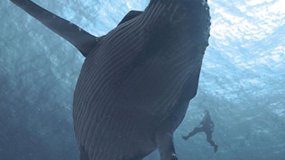 '세상에서 가장 외로운 고래', 이유 알아보니… 주파수 차이?