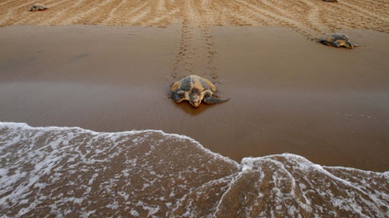[사진] 산란 후 거북이들의 대이동 