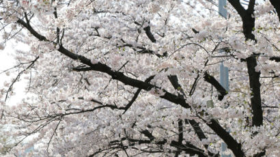 봄꽃 개화 시기…서울 윤중로에는 언제 벚꽃이 필까 