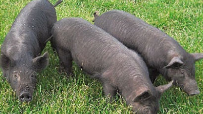 제주흑돼지 천연기념물 지정…한반도에 돼지가 처음 들어온 때는? 