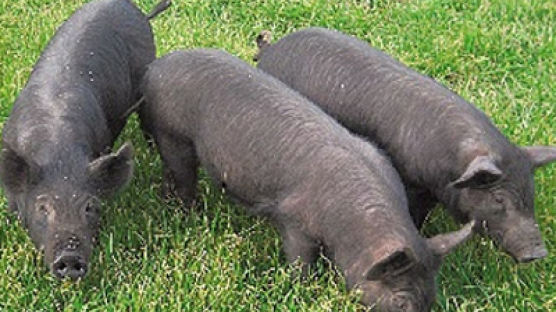 제주흑돼지 천연기념물 지정…제주 흑돼지와 '검은 돼지' 구별법은? 