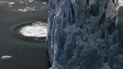 남극바다서 사는 문어…피를 파랗게 만든다? '헉'