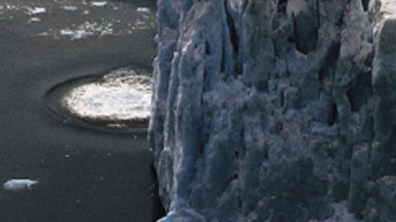 남극바다서 사는 문어…문어는 어떻게 빙하에서 생존할 수 있었나 