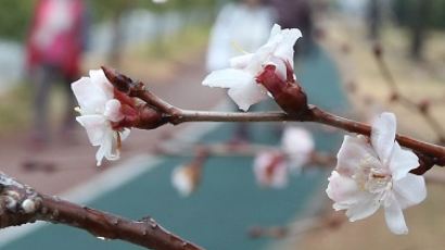 봄꽃 명소 화제…"예쁜 봄꽃 보러가요"