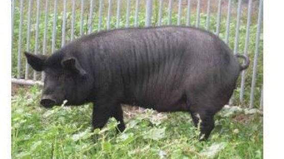제주 흑돼지 천연기념물 지정, 사육하고 있는 돼지는 몇마리?