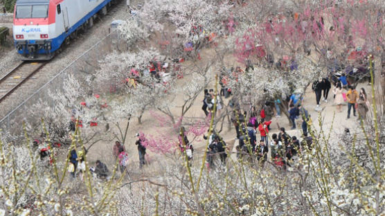 [사진] 봄이 활짝 … 21일부터 원동매화축제