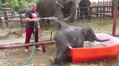 '첨벙첨벙' 목욕 즐기는 귀여운 아기 코끼리 