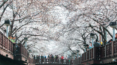 [국내여행] 봄바람 휘날리며 흩날리는 벚꽃 잎은 ‘진해가 최고’