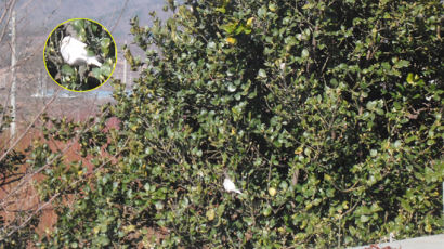 충북 옥천에서 흰색 참새 발견