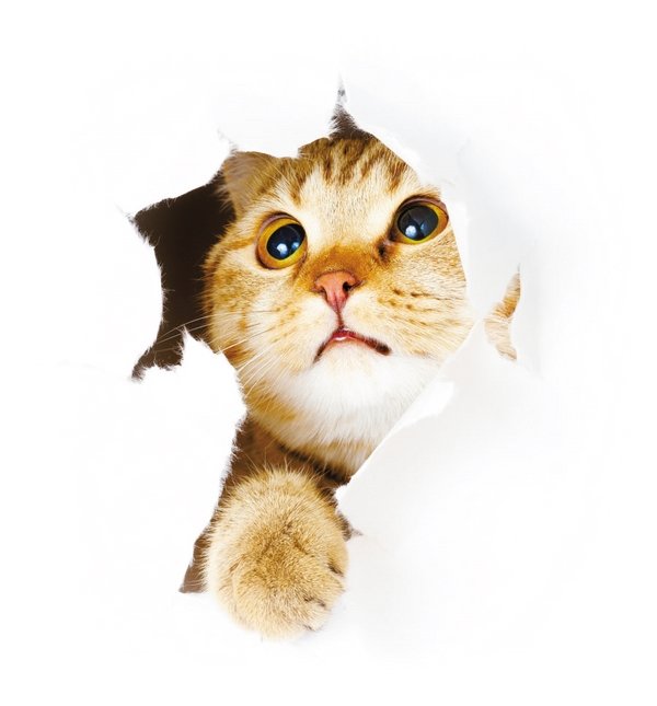 러시안 블루 성격, 러시아 황실 고양이 후손…인기있는 이유 있었네 | 중앙일보